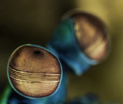 eye of a mantis shrimp, Bali 2014, Sony A7r 28-70mm+ smc,... by Elmar Laubender 